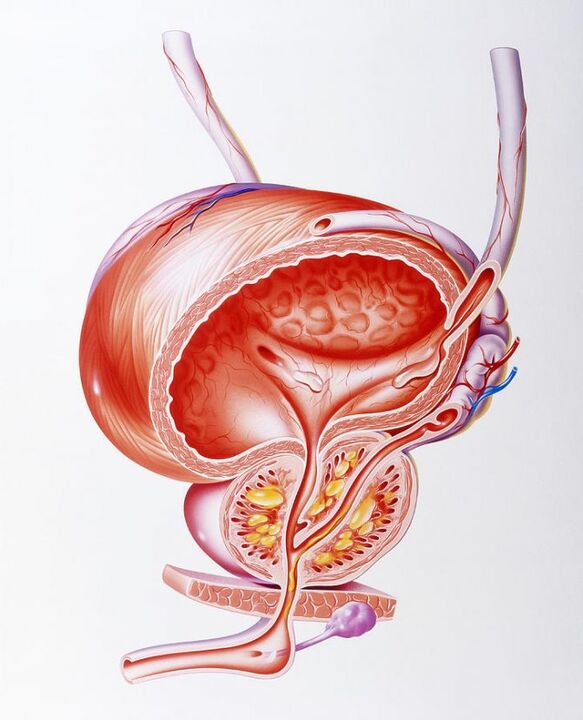 Effect of Prostalin capsules on the prostate