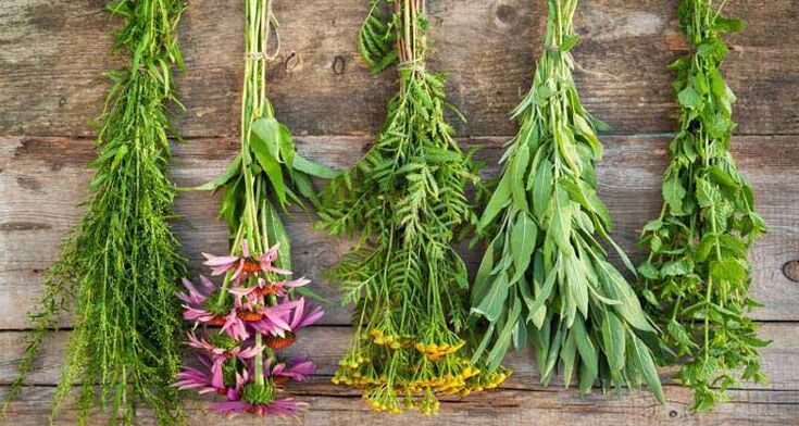 Medicinal herbs in folk medicine for the treatment of prostatitis in men