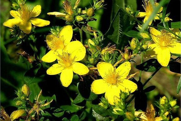 St. John's wort is a herb that helps to cope with prostatitis